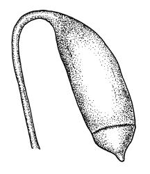 Bryum argenteum, capsule with operculum.Drawn from W. Martin 57.10, CHR 515790, K.W. Allison 2455, CHR 577448, and B.P.J. Molloy s.n., 7 Mar. 1972, CHR 164170.
 Image: R.C. Wagstaff © Landcare Research 2015 